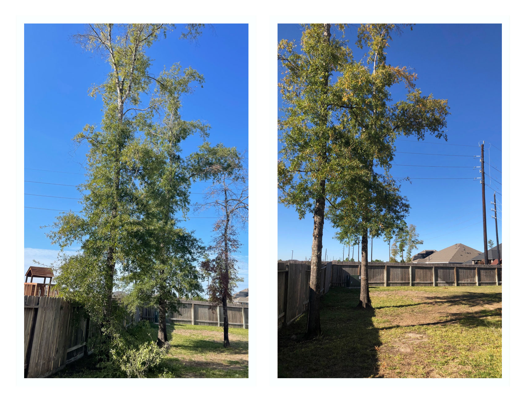 Tree Trimmers of Texas | Before and After Pruning