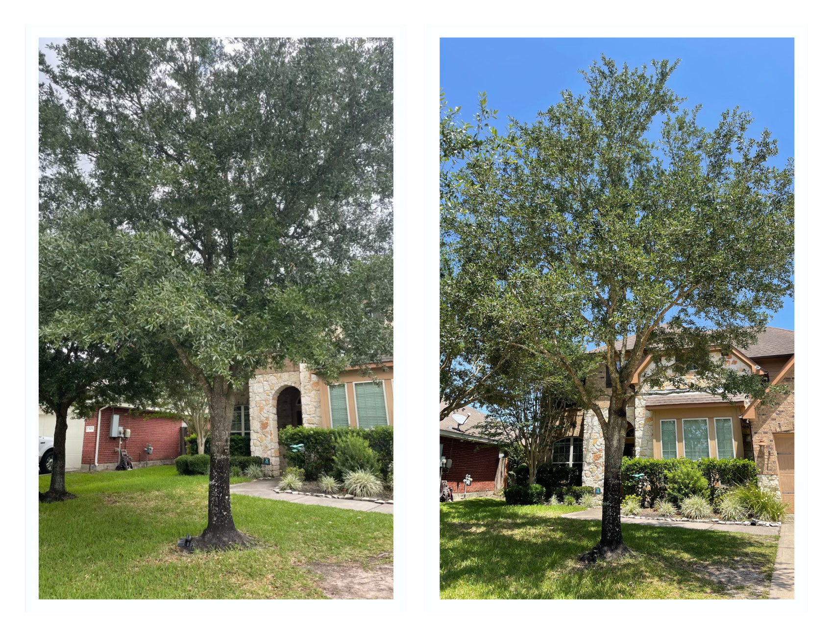 Tree Trimmers of Texas | Before and After Pruning