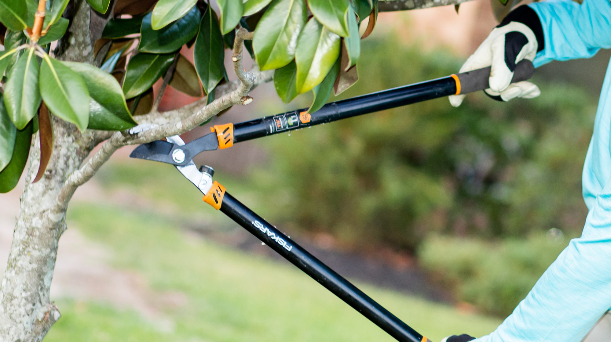 Tree Trimmers of Texas | Tree Trimming Spring Texas