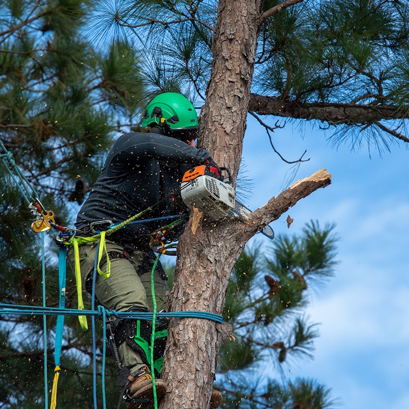 Tree Trimmers of Texas | Tree Trimming and Manicuring